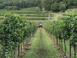 trincia a mazze per trattore 140cm di taglio serie leggera per erba e vigneto mod lince 140