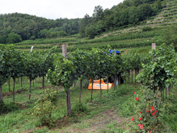 trinciatrice per trattore gommato o cingolato per erba e sarmenti taglio utile 165cm a mazze lince 165
