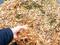 biotrituratore a scoppio con motore honda produzione di cippato mod dk 800 honda